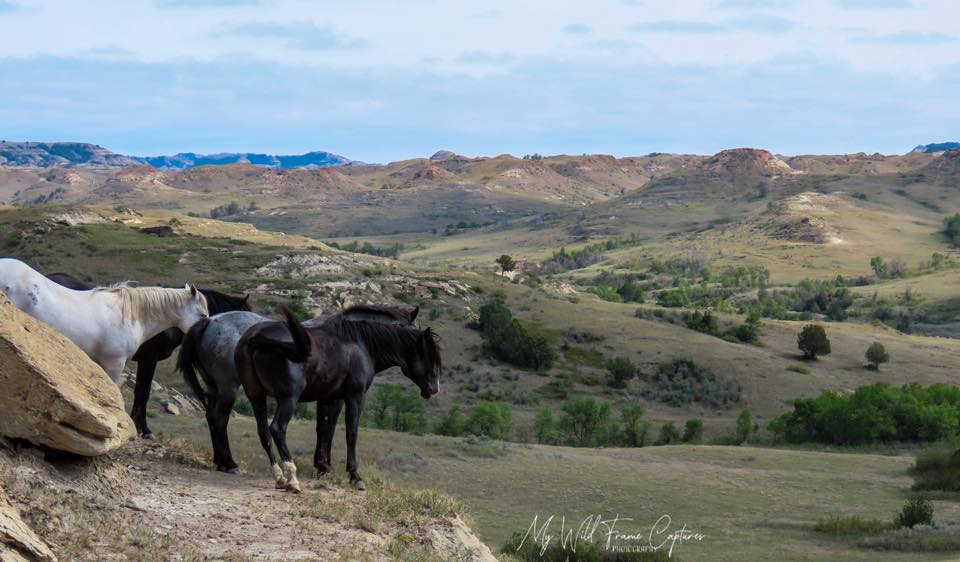 Theodore Roosevelt National Park - Horses